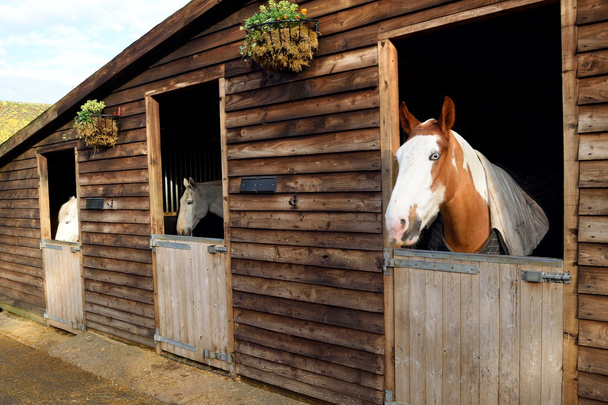 Cavalos na porta do celeiro
 - Foto, Imagem