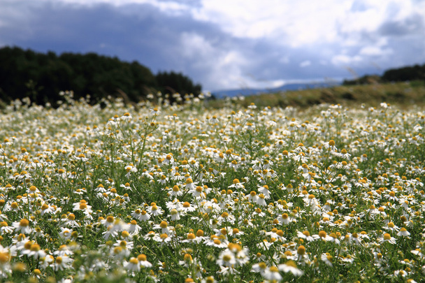 Kamille veld en de blauwe hemel - Foto, afbeelding