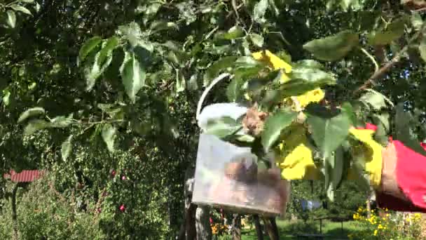 Człowiek zbiera zgniłe gruszki drzewa, 4k - Materiał filmowy, wideo