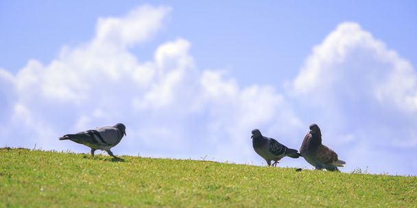 Gökyüzüne karşı yeşil çimenlerin üzerinde üç güvercin - Fotoğraf, Görsel