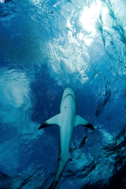 Žralok a obloha - Fotografie, Obrázek