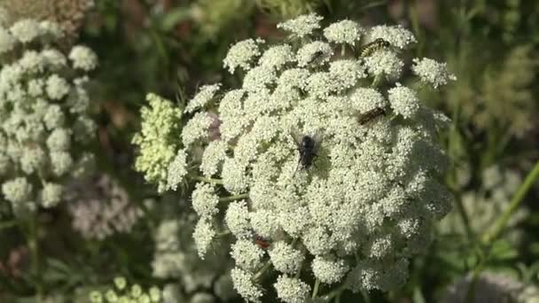 Vários insetos e uma mosca na flor da planta florescente, 4K
 - Filmagem, Vídeo