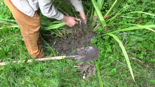 Mann Kräuterkundiger beim Ausgraben frischer Kalamuswurzeln, 4k - Filmmaterial, Video