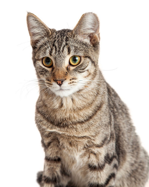 Tabby Cat Крупним планом
 - Фото, зображення