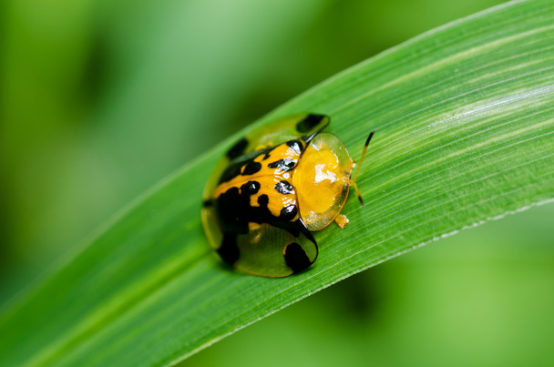 Ladybug in green nature - Photo, Image