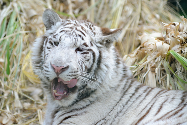Bílý tygr lízání ústa - Fotografie, Obrázek