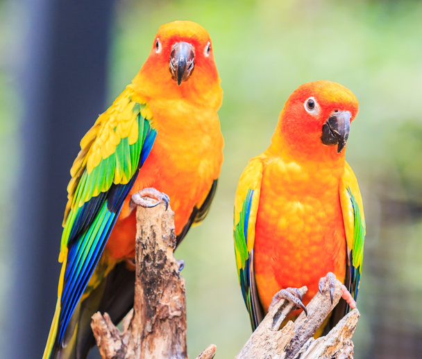 Sun Conure Parrots - Foto, Imagem