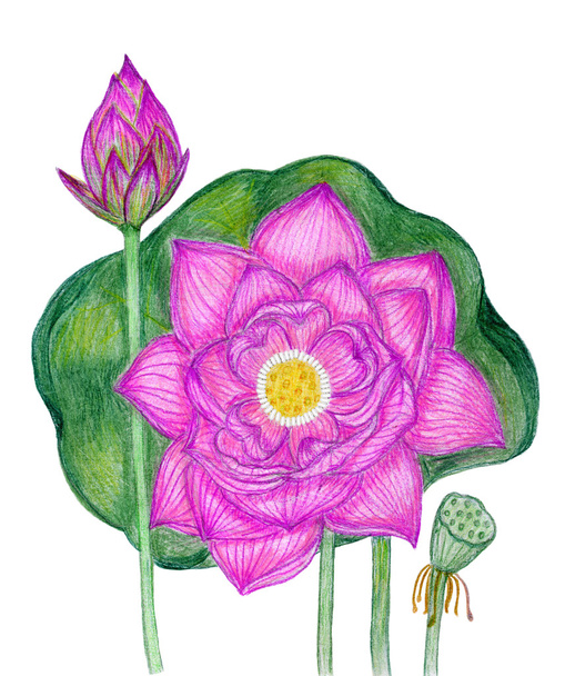 Blooming pink lotus - Φωτογραφία, εικόνα