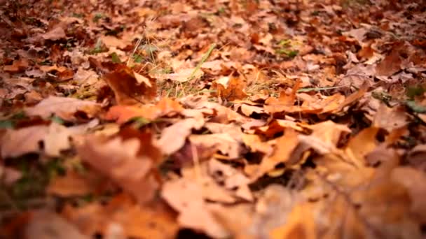 beautiful autumn leaves on the ground - Footage, Video