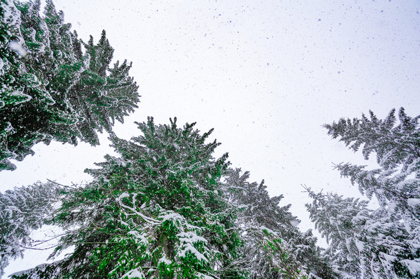 The bottom view on snow-covered tree - Fotó, kép