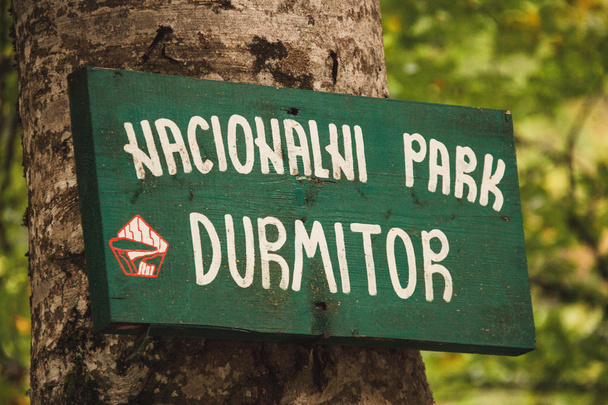 Durmitor Nationaal Park. Montenegro. Informatie over de boom. - Foto, afbeelding