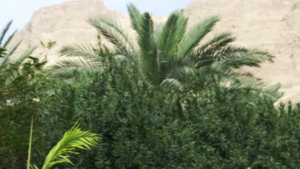 úkryt oáza v poušti v Izraeli - Záběry, video