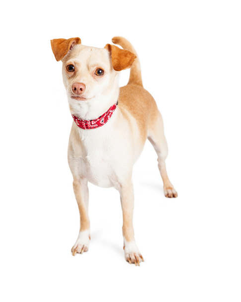 Ζώο σκυλί Chihuahua - Φωτογραφία, εικόνα