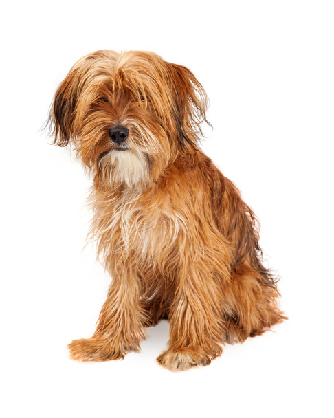 Shaggy Mixed Breed Dog - Photo, Image