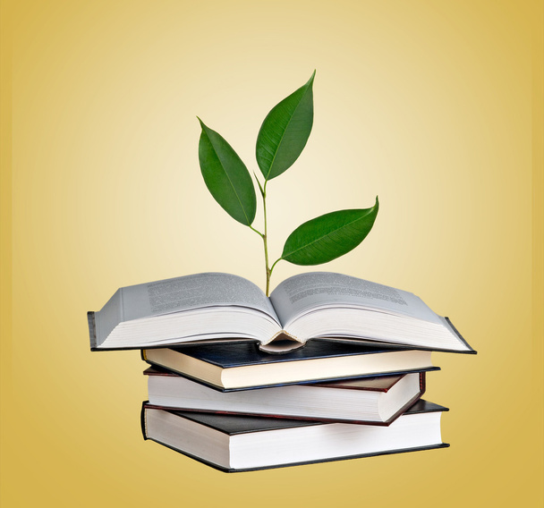 Tree seedling growing from an open book - Foto, immagini