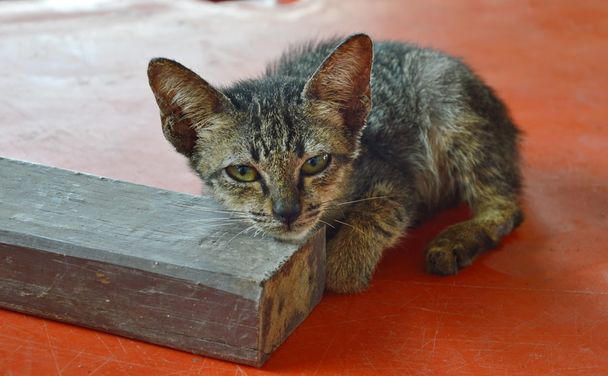 kotek leżał na trochę pokładzie drewniane - Zdjęcie, obraz