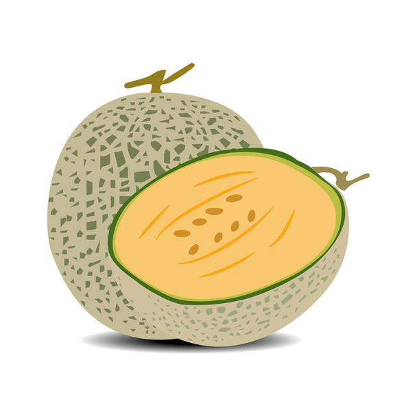 melon cantaloupé.Vecteurs
 - Vecteur, image