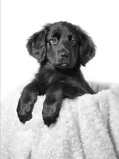 Lindo cachorro negro
 - Foto, Imagen