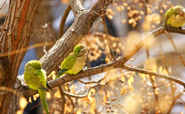 Papageien in einem Baum - Foto, Bild