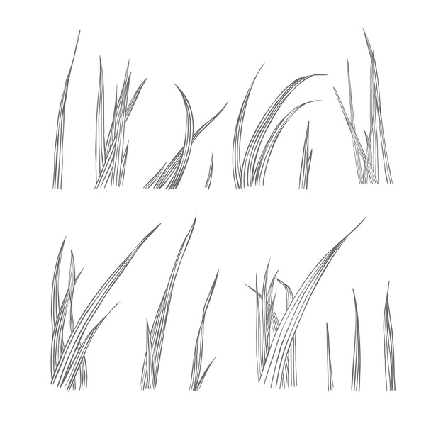 Collection of linear grass - Vector, Image