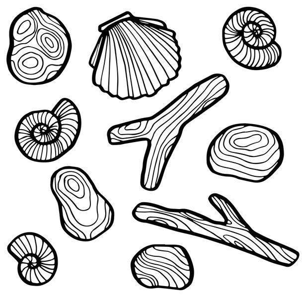 shells and stones - Vettoriali, immagini