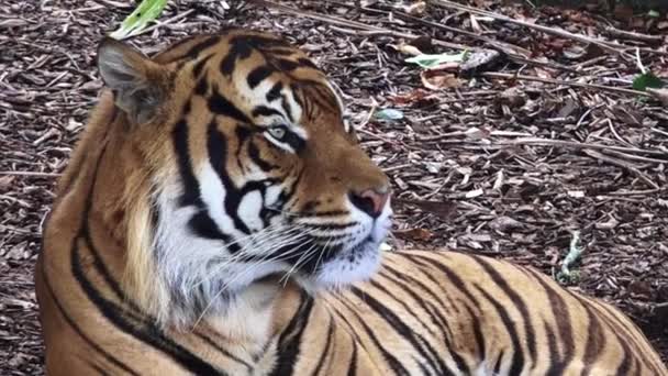 Sumatraanse tijger portret - Video