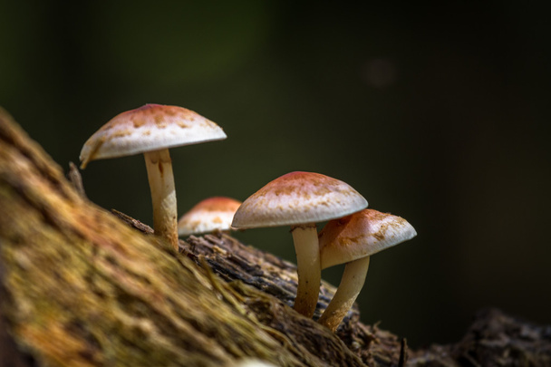 fungi in savage forest - Photo, Image