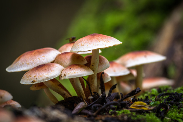 vad erdőben gombák - Fotó, kép