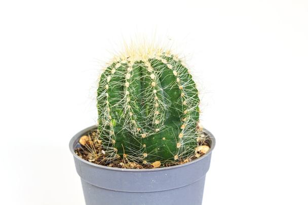 Kaktus izolowany na białym tle - Zdjęcie, obraz