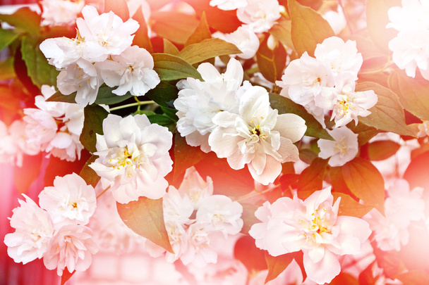 Oksa herkkä kevät kukkia
 - Valokuva, kuva