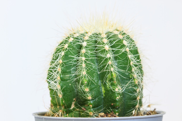 Cactus geïsoleerd op witte achtergrond - Foto, afbeelding