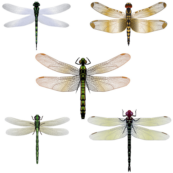 Cinco libélulas vectoriales
 - Vector, Imagen