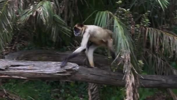 Spider monkey oturup bir ağaç oturum açma - Video, Çekim