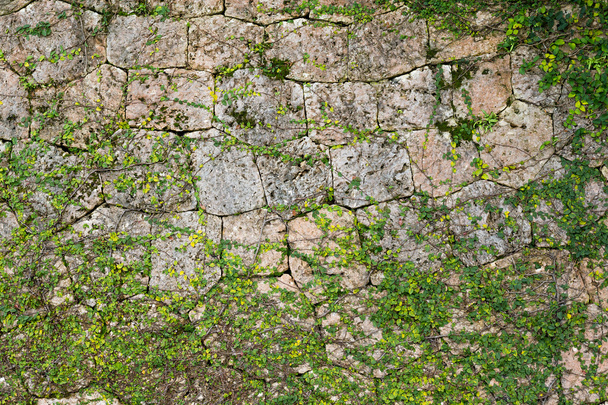 Πράσινο φυτό αναρριχητικό φυτό αυξάνεται σε ένα πέτρινο τοίχο - Φωτογραφία, εικόνα
