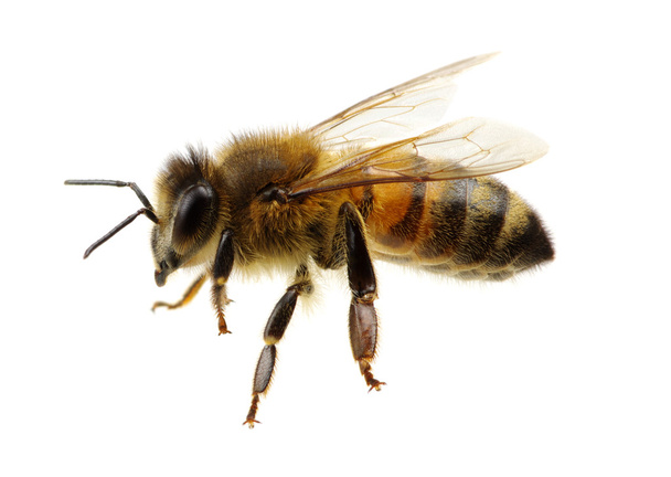 A fehér méhecske - Fotó, kép