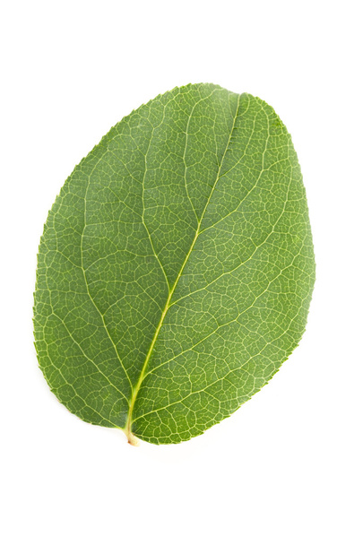 Зеленый лист
 - Фото, изображение