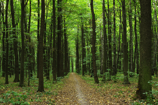 Fák a zöld erdőben  - Fotó, kép