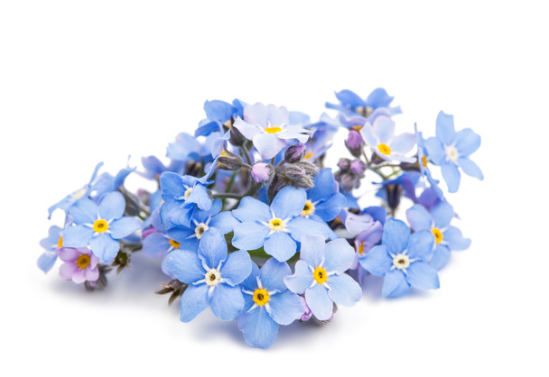 blue forget-me-not flowers isolated  - Photo, Image