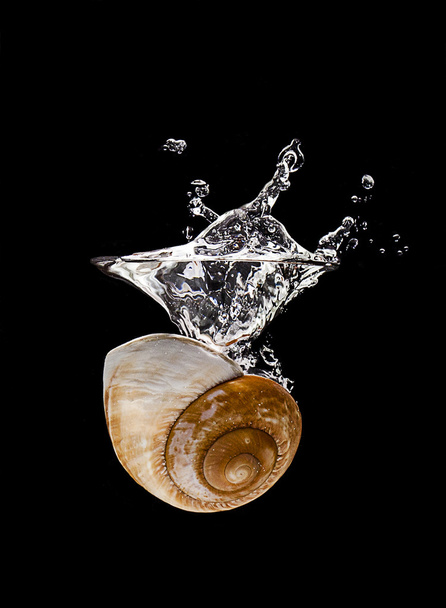 Shell fall into the water.Splash - Fotoğraf, Görsel