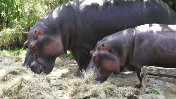Dwa hipopotam jeść siano - Materiał filmowy, wideo