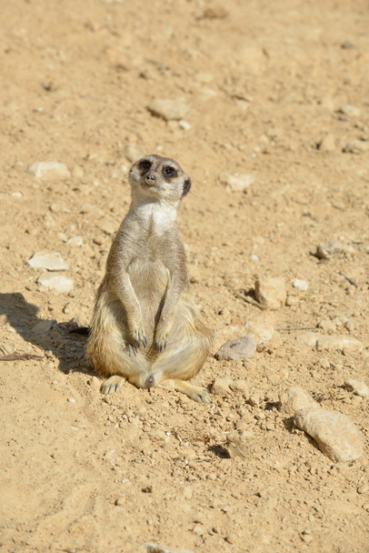 meerkat in desert - Photo, Image