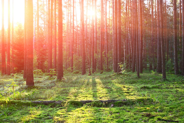 Lever de soleil dans la forêt de pins - Photo, image