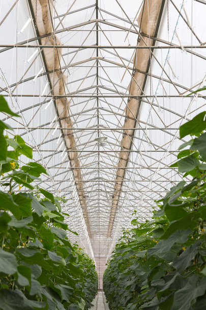 Perspective view of metallic construction of cucumber greenhouse - Valokuva, kuva