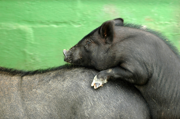 Jeune porc vietnamien Potbelly
 - Photo, image