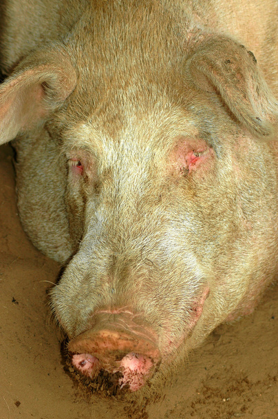 Pig head portrait - Photo, Image