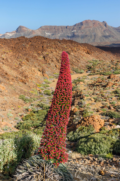 Kırmızı tajinaste çiçekler El Teide yanardağı, Tenerife, İspanya - Fotoğraf, Görsel