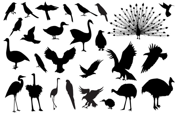 Siluetas de aves
 - Vector, imagen