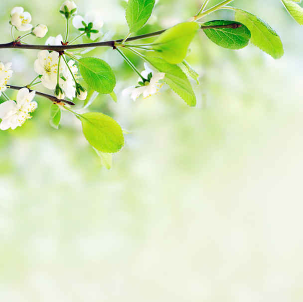Flores blancas de primavera en una rama de árbol - Foto, imagen