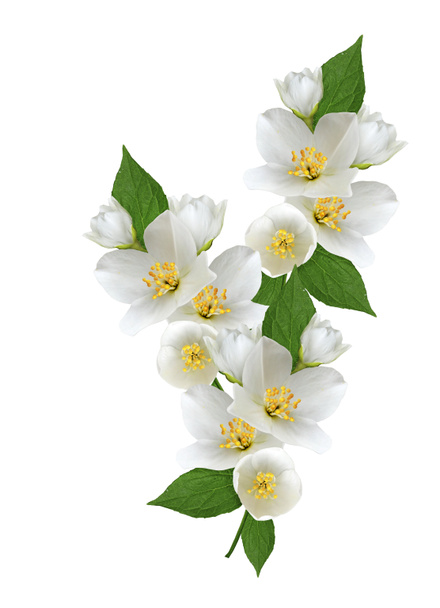 Yasemin çiçekleri beyaz zemin üzerine izole Şubesi재 스민 꽃 흰색 배경에 고립의 지점 - Fotoğraf, Görsel