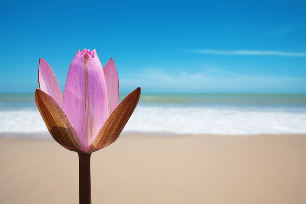 różowy Lotos na plaży - Zdjęcie, obraz